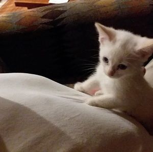 Meet your Posher, Joyce